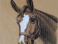 Starlight-Horse drawing